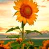 🌻🌹厨🌺窗🌸有🍀好💐物🍓