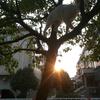 我的猫叫钭（tou）钭～