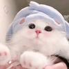 忧郁小呆猫^