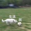小🌸花🌸喵