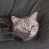 猫砂盆子（哈佛心理学）