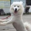 留缘果