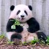 天下无双