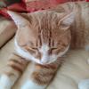 团子流浪猫的幸福 （14点18开播）
