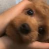 糖雪球