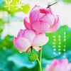 朱明正