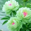 🌼꧓专心ᩚ搞钱ཽ࿐
