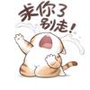 笨笨白
