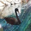 稀罕宝贝
