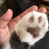 我叫胡出息
