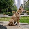 济南中华田园犬_大黄
