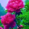 花 开 富 贵