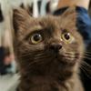 披萨是只猫