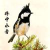 林中水音