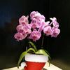 我爱奶茶