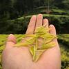洋芋坨坨