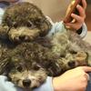 大丹