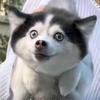 迈克杰克驴