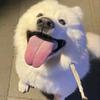 小黑