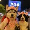 爱狗人·集合点