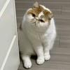矫情的猫