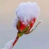冰雪玫瑰