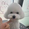 淘气小狗🐕