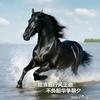无忧的海浪