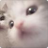做我的猫