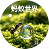 蚂蚁世界