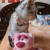 女巫的黑猫