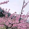 炎陵黄桃，老河