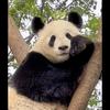 福慧双宝