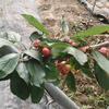 高处不胜不胜韩🍒🍒🍒🍒
