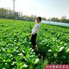 邵庄封玲农资【小油菜、快菜种植日常】