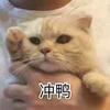 绿豆🦈