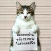阿简不是普通猫