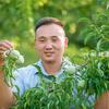 石泉兴刚蜂糖李