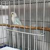 小源家庭手养牡丹鹦鹉