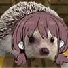 青い野葵