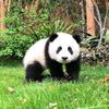 小飞侠