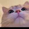 小懒猫
