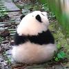 甘草堂