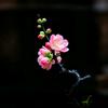 静待花开时