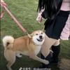 甜妹控