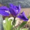 淺夏初雨