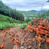 原生态散养跑山鸡(农家好货坊小号)