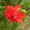 黄四娘家花满蹊（拒私聊）