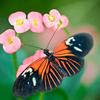 邹邹