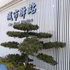 清清河边草